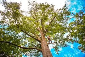 Best Soil Testing and Treatment  in Struthers, OH