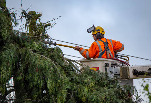 Best Tree Removal  in Struthers, OH