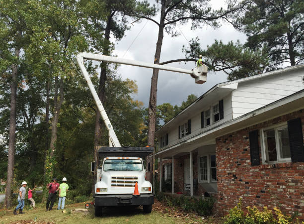 Best Tree Planting  in Struthers, OH