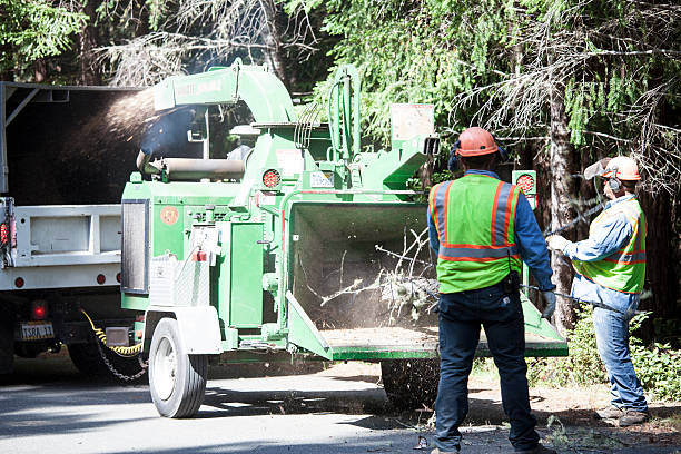 How Our Tree Care Process Works  in  Struthers, OH