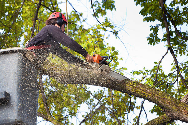 Best Root Management and Removal  in Struthers, OH