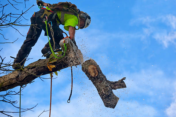 Best Seasonal Cleanup (Spring/Fall)  in Struthers, OH